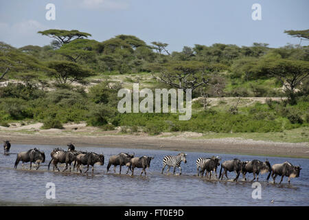 Gnus und Zebras crossing Wasser, Ngorongoro Conservation Area (Ndutu), Tansania Stockfoto