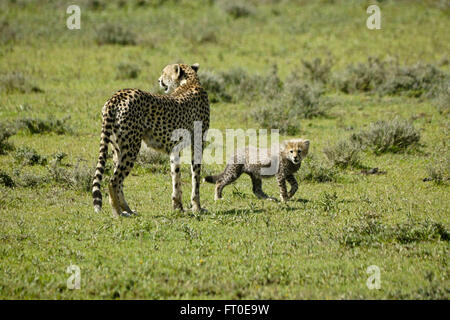 Weibliche Geparden und Cub, Ngorongoro Conservation Area (Ndutu), Tansania Stockfoto