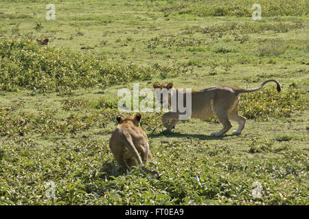Löwenbabys spielen, Ngorongoro Conservation Area (Ndutu), Tansania Stockfoto