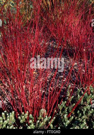 Nahaufnahme der roten Stiele von Cornus Alba Sibirica unter gepflanzt mit Hebe im Herbst Stockfoto