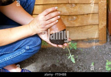 Nahaufnahme der Hände, eine Pflanze aus einem Plastiktopf ausschlagen Stockfoto