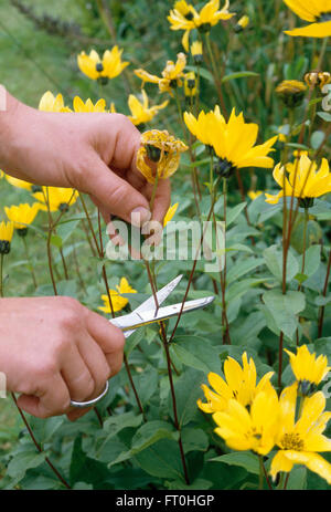 Nahaufnahme der Hände tot Überschrift rudbeckia Stockfoto