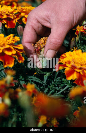 Nahaufnahme der Hände Toten Rubrik französische Ringelblumen Stockfoto