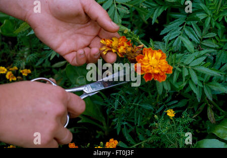 Nahaufnahme der Hände tot-Rubrik Tagetes Stockfoto