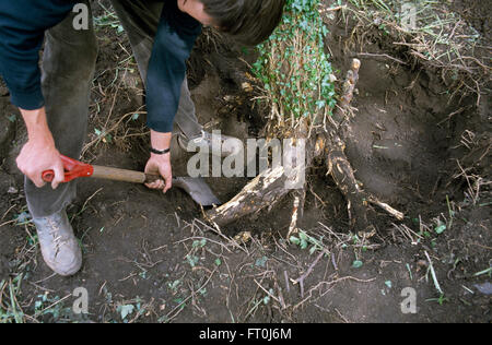 Nahaufnahme eines Gärtners Ausgraben der Wurzeln eines kleinen Baumes für nur zur redaktionellen Nutzung Stockfoto