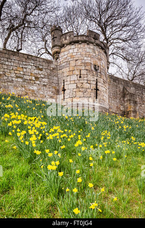 Narzissen am Ufer unter einem Teil der alten Stadtmauer von York, North Yorkshire, England, UK. Stockfoto