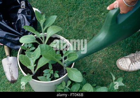 Nahaufnahme eines Gärtners Bewässerung neu Nicotiana in einen Topf gepflanzt Stockfoto