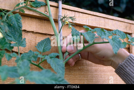 Nahaufnahme der Hände kneifen, schießt eine Tomatenpflanze Stockfoto