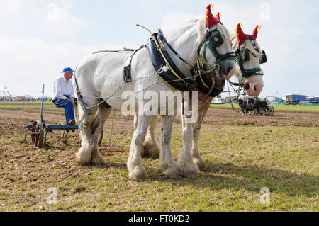 Ein Pflüger sitzt auf einem Pflug gezogen von zwei Shire Horses am Great Dorset Steam Fair, Tarrant Hinton, England Stockfoto