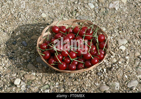 Nahaufnahme eines Korbs von neu aufgenommen, reife Kirschen Stockfoto