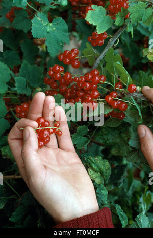 Nahaufnahme der Hand pflücken Reife rote Johannisbeeren Stockfoto