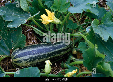 Nahaufnahme von einem Gemüse-Knochenmark mit gelben Blüten wachsen in einem Gemüsegarten Stockfoto