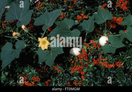Nahaufnahme von Zier-Kürbisse und eine orange pyracantha Stockfoto