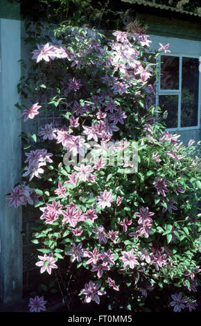 Clematis Nelly Moser in Nahaufnahme auf einer Hütte-Wand Stockfoto