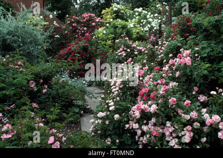 Üppig blühende rosa Rosen in einem dicht bepflanzten Rand in einem Stadtgarten im Sommer Stockfoto