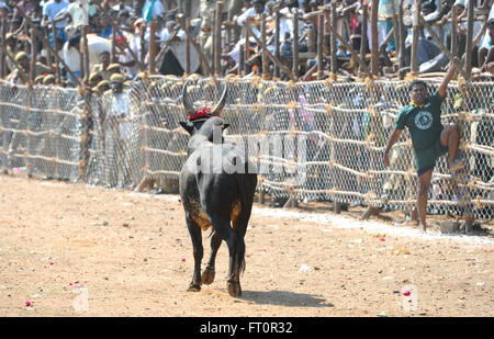 Jallikattu Stier zähmen während Pongal Festival. Madurai, Tamil Nadu, Indien. Indische Bull kämpfen ist im vergangenen Jahr verboten. Stockfoto