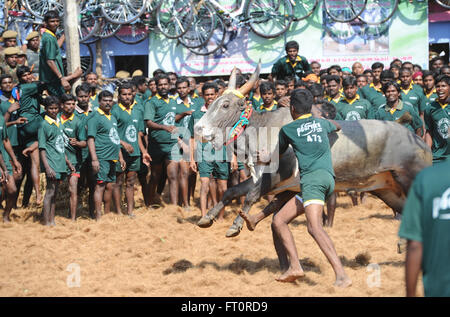 Jallikattu Stier zähmen während Pongal Festival. Madurai, Tamil Nadu,India.Indian Bull kämpfen ist im vergangenen Jahr verboten. Tamil Kultur Stockfoto