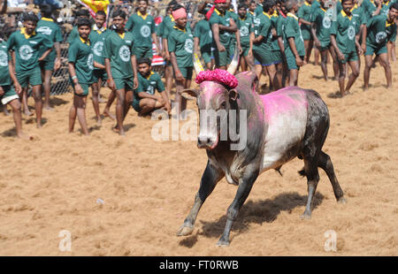Jallikattu Stier zähmen während Pongal Festival. Madurai, Tamil Nadu, Indien. Indische Bull kämpfen ist im vergangenen Jahr verboten. Wilder Stier Stockfoto