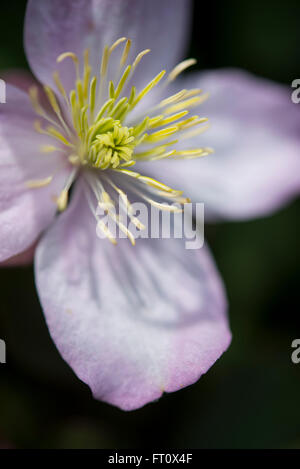 Nahaufnahme einer Clematis Montana mit blass rosa Blüten im Frühjahr. Stockfoto