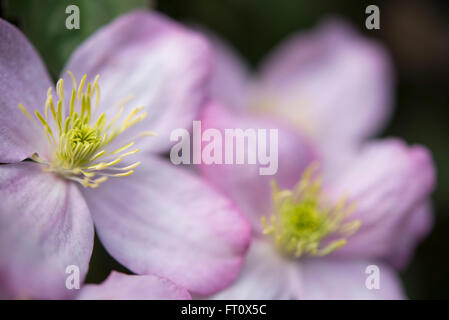 Nahaufnahme einer Clematis Montana mit blass rosa Blüten im Frühjahr. Stockfoto