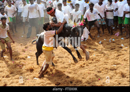 Jallikattu / die Zähmung des Stiers ist eine 2000 Jahre alte Sport in Tamilnadu,India.It geschieht während pongal (Erntedankfest) feiern Stockfoto