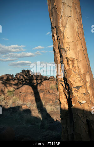 Detail und Schatten der Köcherbaum in den so genannten Riesen Spielplatz, Keetmanshoop, Namibia, Afrika Stockfoto