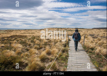 Wanderer nach einem Holzsteg Seno Otway, Punta Arenas, Magallanes y De La Antartica Chilena, Patagonien, Chile Stockfoto