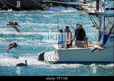 Seelöwen und Pelikane um ein Angeln Boot im Hafen, Cabo San Lucas, Baja California Sur, Mexiko Stockfoto