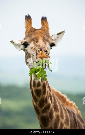 Giraffe Essen Blätter, Spiel zu reservieren, in der Nähe von Durban, KwaZulu-Natal, Südafrika Stockfoto