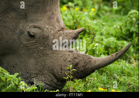 Nashorn Essen, Wildgehege in der Nähe von Durban, KwaZulu-Natal, Südafrika Stockfoto