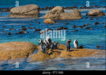 Banded Pinguine Spheniscus Demersus an einem Felsen Simons Town, Kapstadt, Western Cape, Südafrika Stockfoto