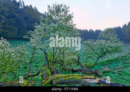 Naturpark Solling-Vogler, Dassel, Niedersachsen, Deutschland Stockfoto