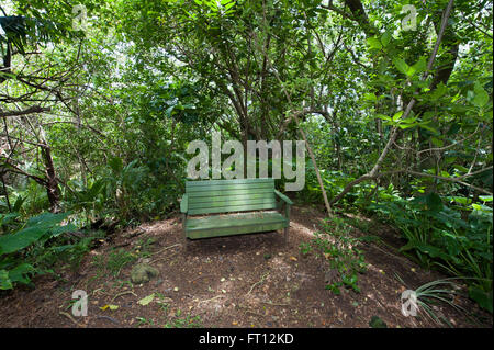 Grüne Bank in einem tropischen Wald, Pitcairn, Pitcairn Group of Islands, British Overseas Territory, South Pacific Stockfoto