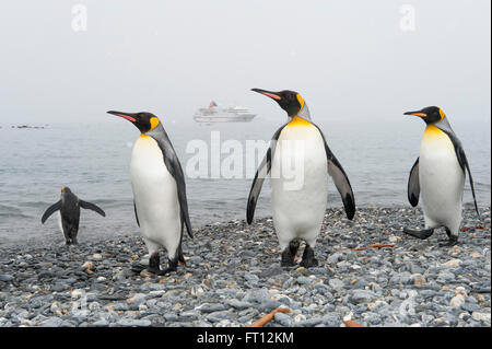 König Penguins Aptenodytes Patagonicus auf den Strand und Expedition Kreuzfahrt Schiff MS Hanseatic Hapag-Lloyd Kreuzfahrten auf Anker, Salisbury Plain, South Georgia Island, Antarktis Stockfoto