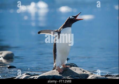 Pinguin mit offenem Mund, Danco Insel, in der Nähe von Graham-Land, Antarktis Stockfoto