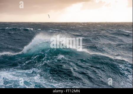 Ein Albatros über hohe Wellen in extrem rauer See im südlichen Ozean, in der Nähe von Falkland-Inseln, British Overseas Territory, Südamerika Stockfoto