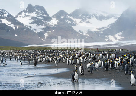 König Penguins Aptenodytes Patagonicus an einem Strand, Salisbury Plain, South Georgia Island, Antarktis Stockfoto