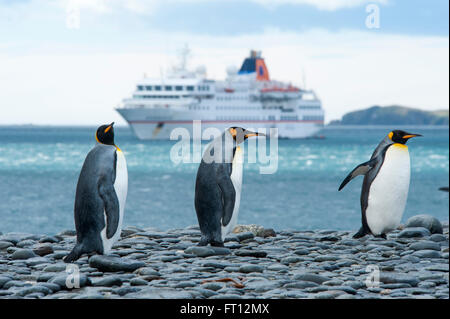 Drei König Penguins Aptenodytes Patagonicus und die Expedition Kreuzfahrt Schiff MS Hanseatic Hapag-Lloyd Kreuzfahrten, Salisbury Plain, South Georgia Island, Antarktis Stockfoto