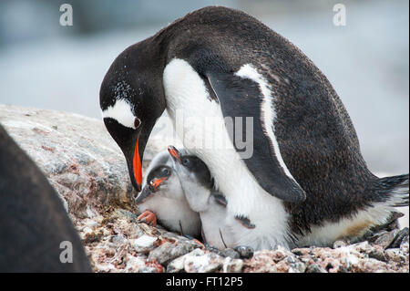 Gentoo Penguin Pygoscelis Papua Mutter füttern ihre zwei Küken, Port Lockroy, Wiencke-Insel, Antarktis Stockfoto