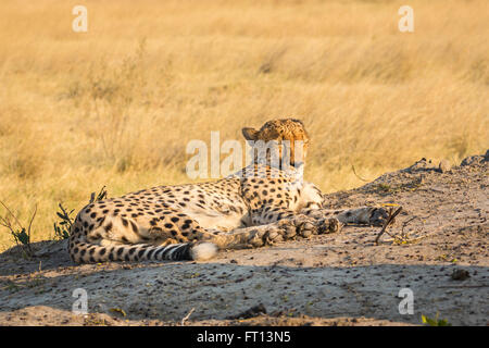 Gepard (Acinonyx Jubatus) verlegen, dösen, Sandibe Camp, durch das Moremi Game Reserve, Okavango Delta, Botswana, Südafrika Stockfoto