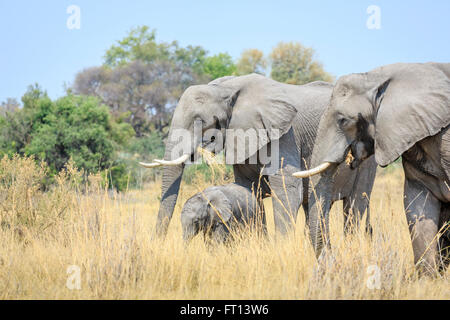 Drei afrikanischen Busch Elefanten (Loxodonta africana), Mutter und Baby, Sandibe Camp, Moremi Wildreservat, Kalahari, Okavango Delta, Botswana, Afrika Stockfoto