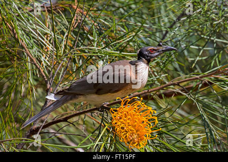 Laut Friarbird Stockfoto