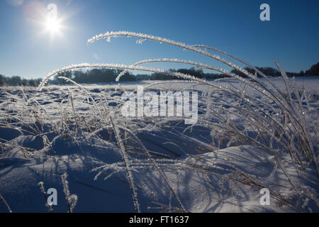 Ein harter Frost deckt die Landschaft am Weihnachtstag. Für einen Sturz der Schnee glitzert der Frost auf Gräser und Pflanzen wie Juwelen. Stockfoto