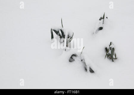 Porreepflanzen stossen durch eine tiefe Schicht des Schnees. Stockfoto