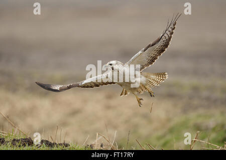 Gemeiner Bussard (Buteo buteo), erwachsener weißer Morph, der von einem Feld abhebt, fängt an, Flug zu jagen, Wildtiere, Europa. Stockfoto