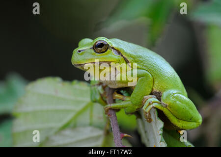 Europäischer Baumfrosch ( Hyla arborea ), ausgewachsen, sitzend in brombeerbüschen, auf brombeerranken, Sonnenbaden, typische Haltung, Wildtiere, Europa. Stockfoto