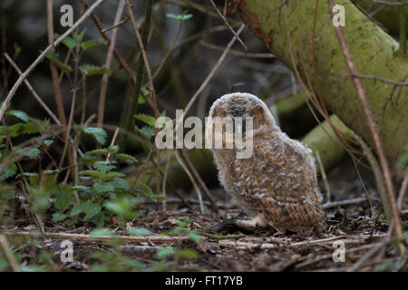 Waldkauz / Waldkauz (Strix Aluco), sehr junge Küken, sitzen auf dem Boden, im Unterholz, versucht sich zu verstecken. Stockfoto