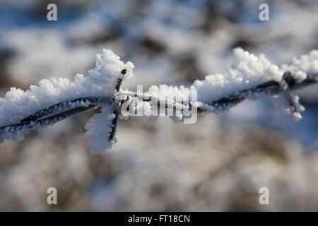 Einem schweren Frost geblasen und ließ sich auf Stacheldraht in der britischen Landschaft. Stockfoto