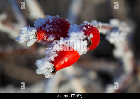 Leuchtend rote Hagebutten Beeren in der britischen Landschaft in eine harte Reim oder Raureif in die Hecken in den Tiefen des britischen Winter abgedeckt. Stockfoto