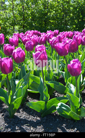 Schöne Tulpen im Garten sortieren Tulipa Negrita Triumph Gruppe Stockfoto